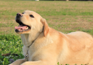 拉布拉多能吃豬骨頭嗎（有營養嗎）